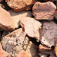 Maritime Pine Bark